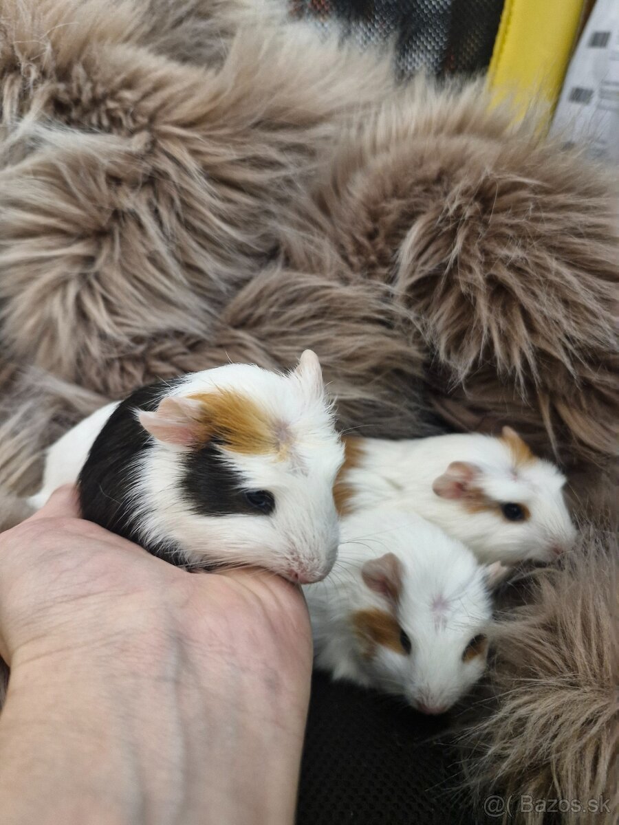 4 tyzdnove morcata - 2