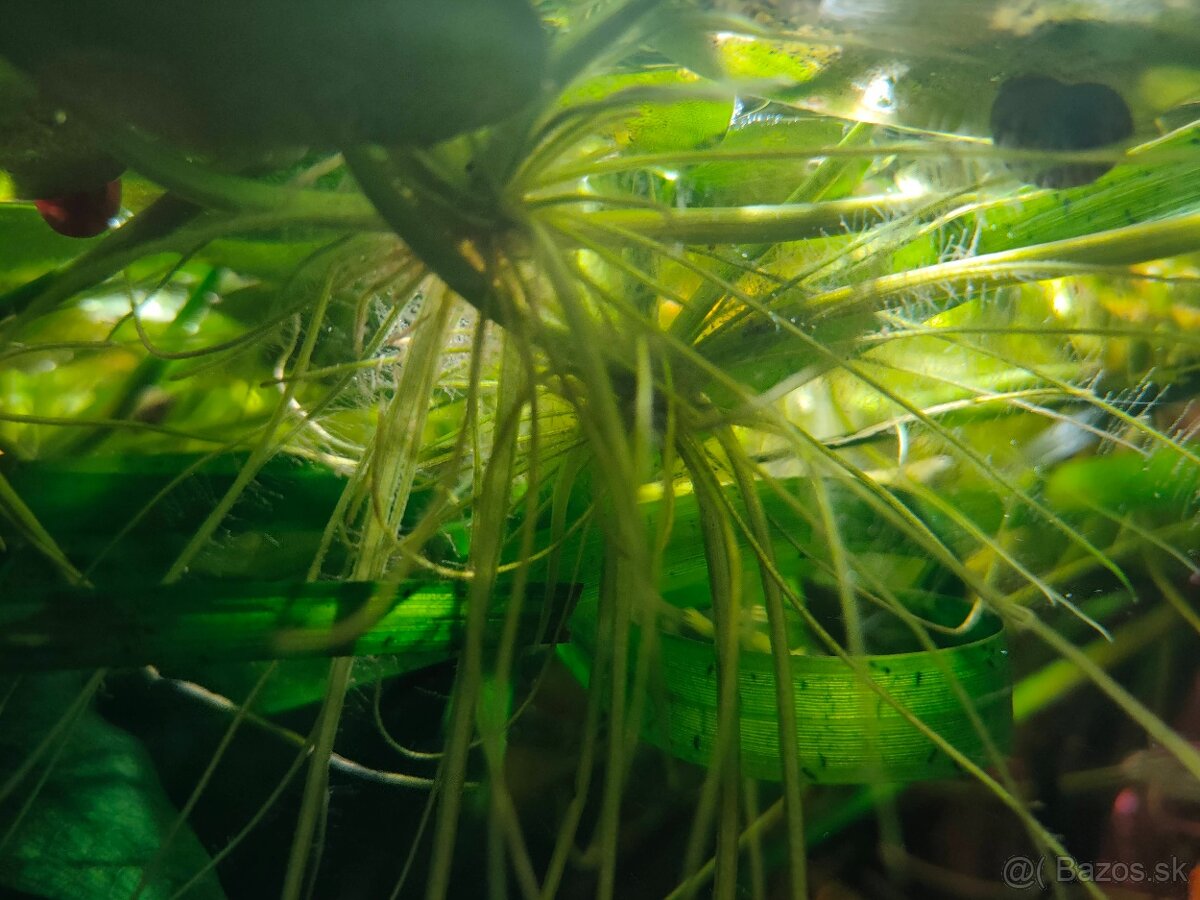 RASTLINY Z AKVARIA pl - 2