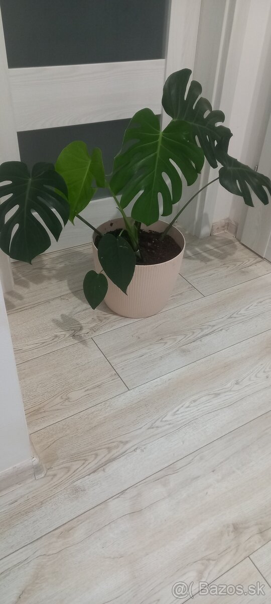 Veľká Monstera - 2