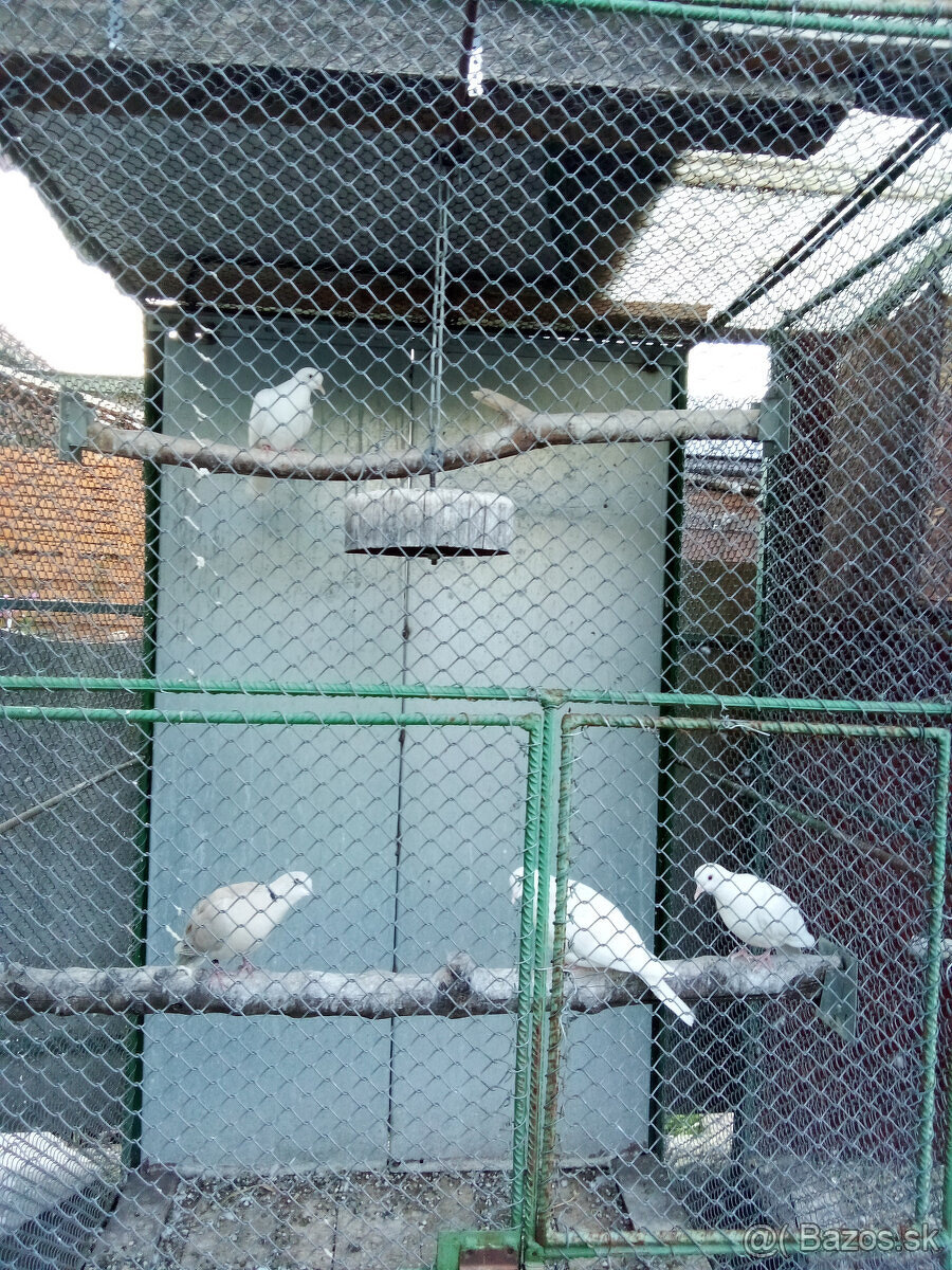 Hrdličky chichotavé- krúžkované - 2