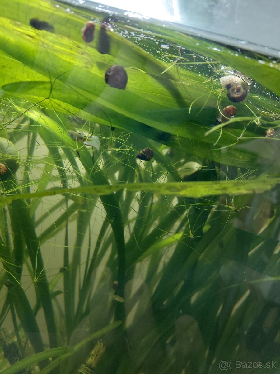 Kotúľky - Planorbella duryi alebo Planobarius - 2