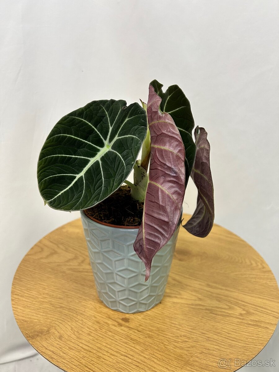 Alocasia Black Velvet - 2