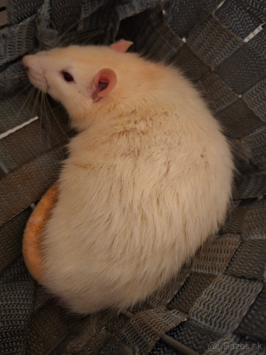 Darujem potkanov - 2