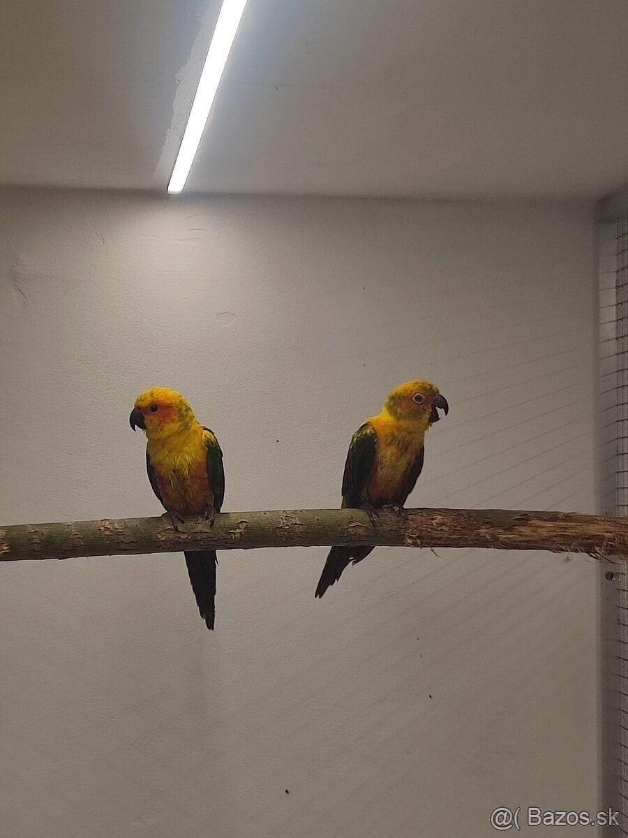 Aratinga Slnečna - 2