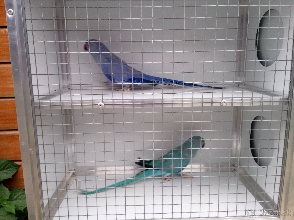 Alexandre malé ročník 24(DNA+PBFD test). - 2