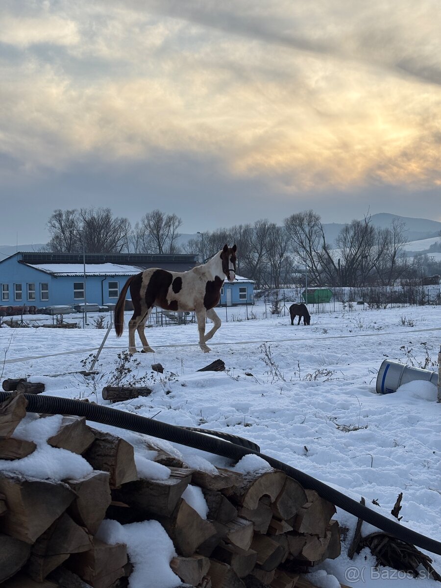 Žrebček na predaj - 2