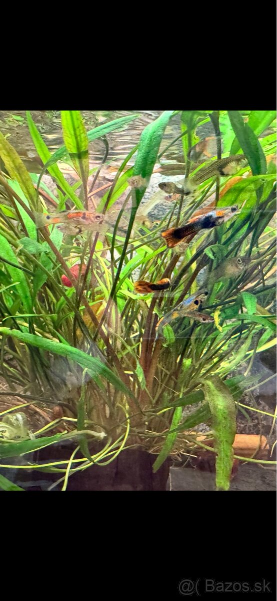 Predám mix Endlerky . - 2