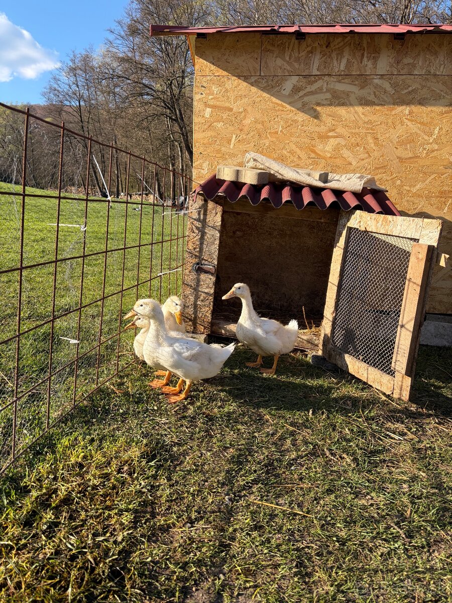 pekingske kaceny - 2