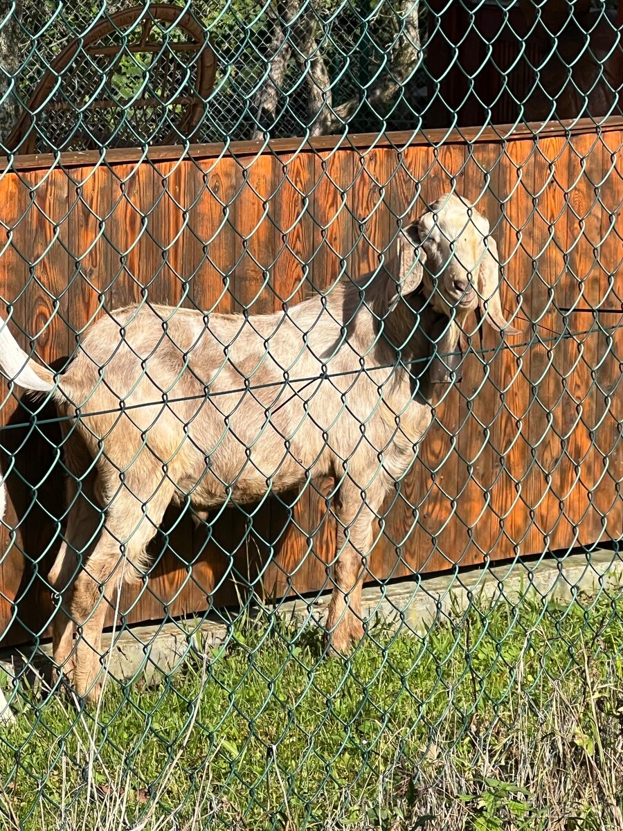 Anglonubijsky cap - 2