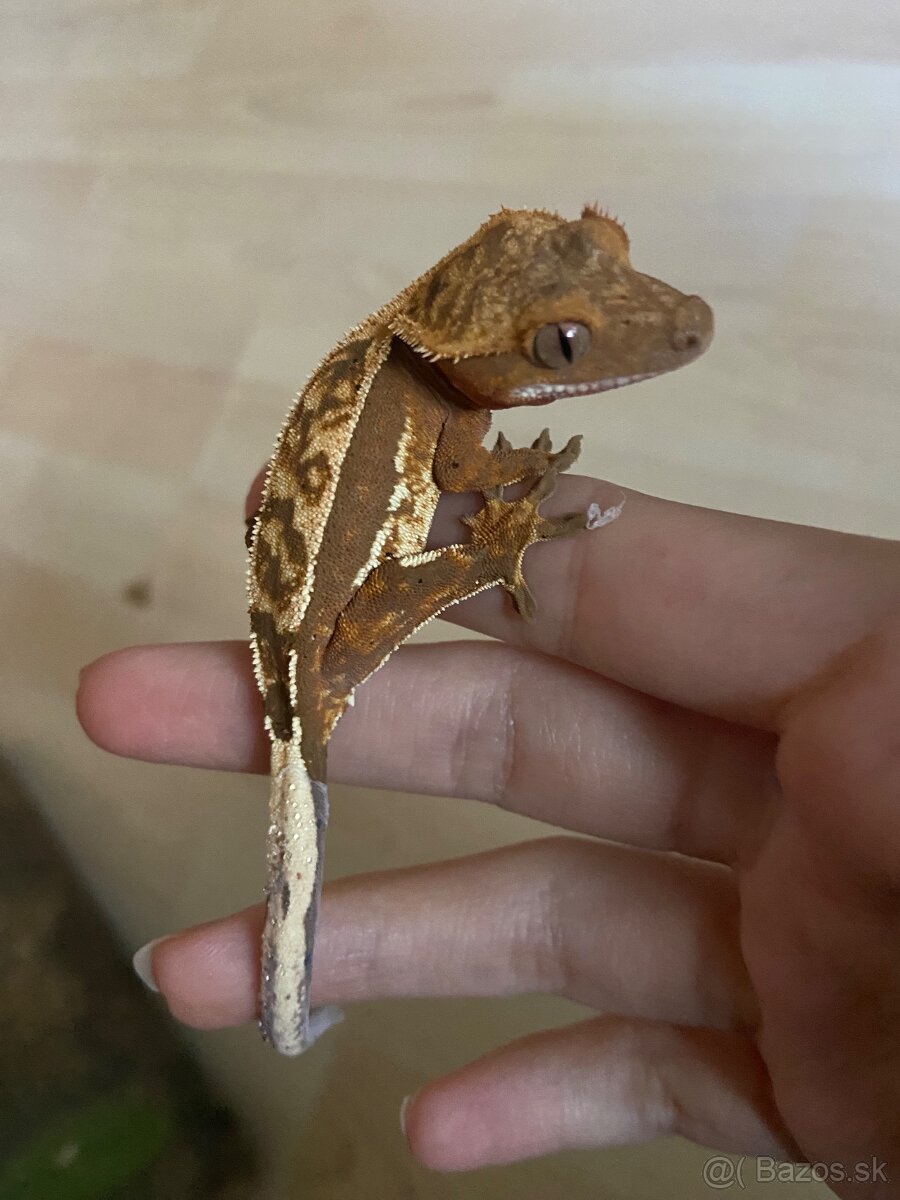 Predám pagekony riasnaté - 2