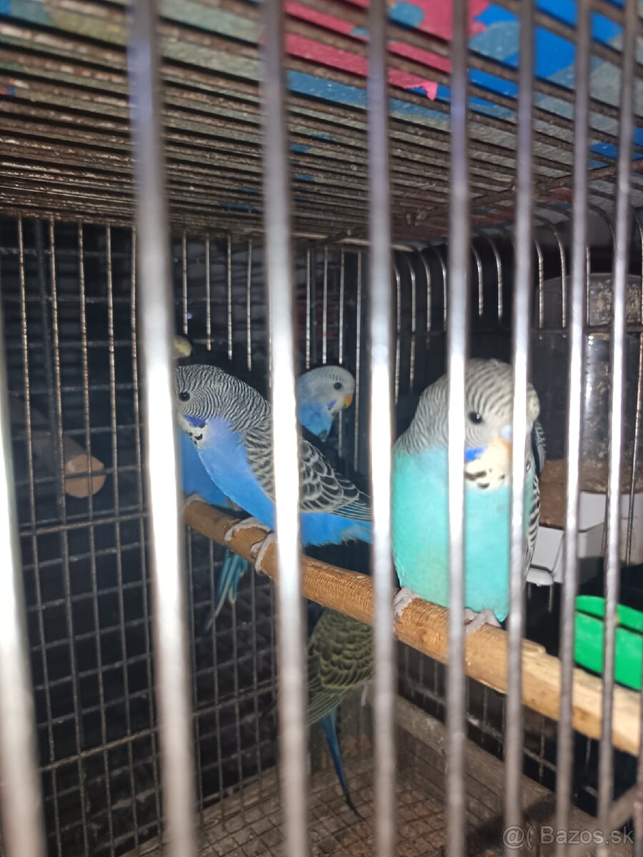 Kakariky andulky - 2
