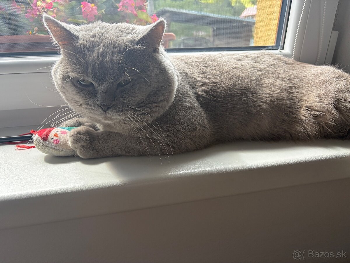 🐾 BRITSKÝ KOCÚR PONÚKA KRYTIE 🐾 - 2