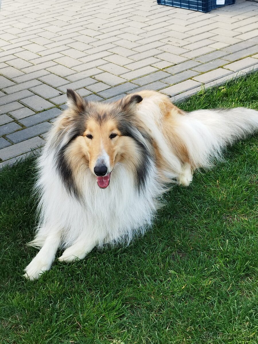 Dlhosrstá kólia - 2