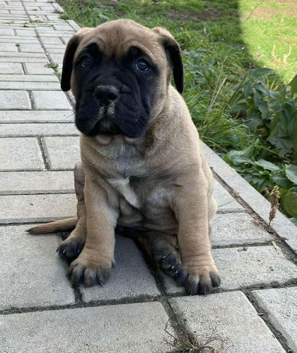 Bullmastif bez PP - 2