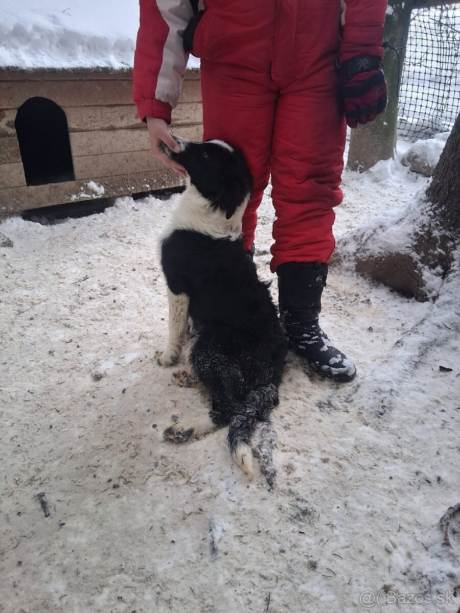 Predam border koliu - 2