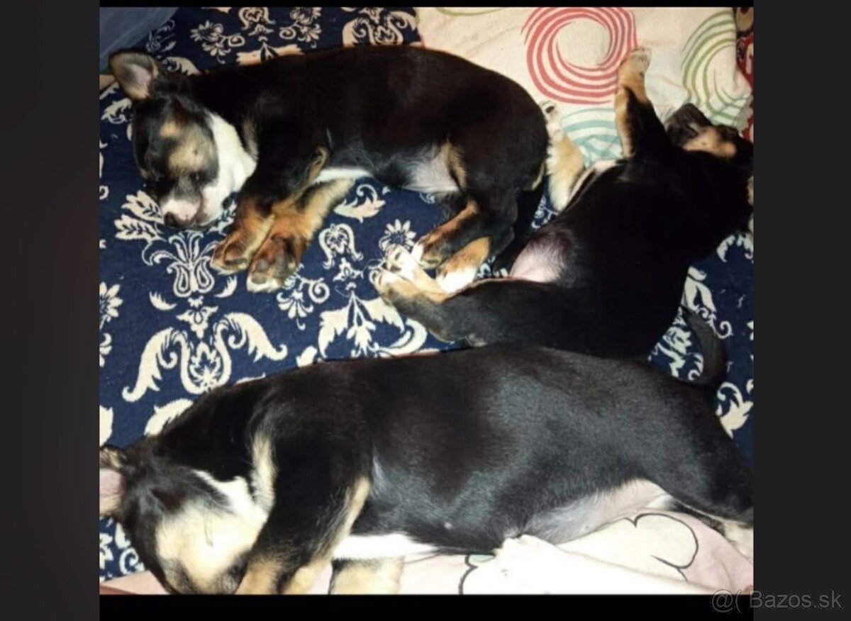 Darujem šteniatka - 2