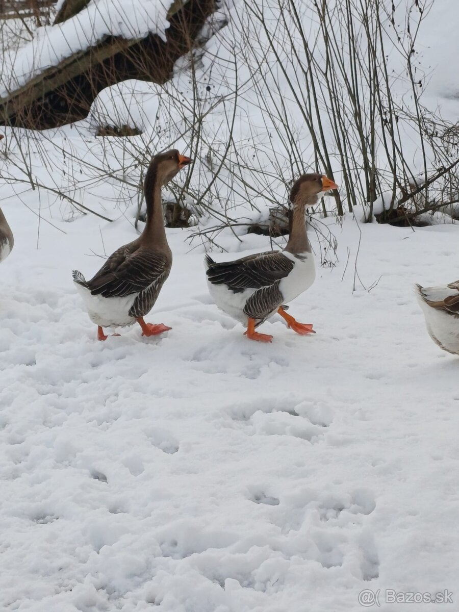 Cholmogorské Husi - 2