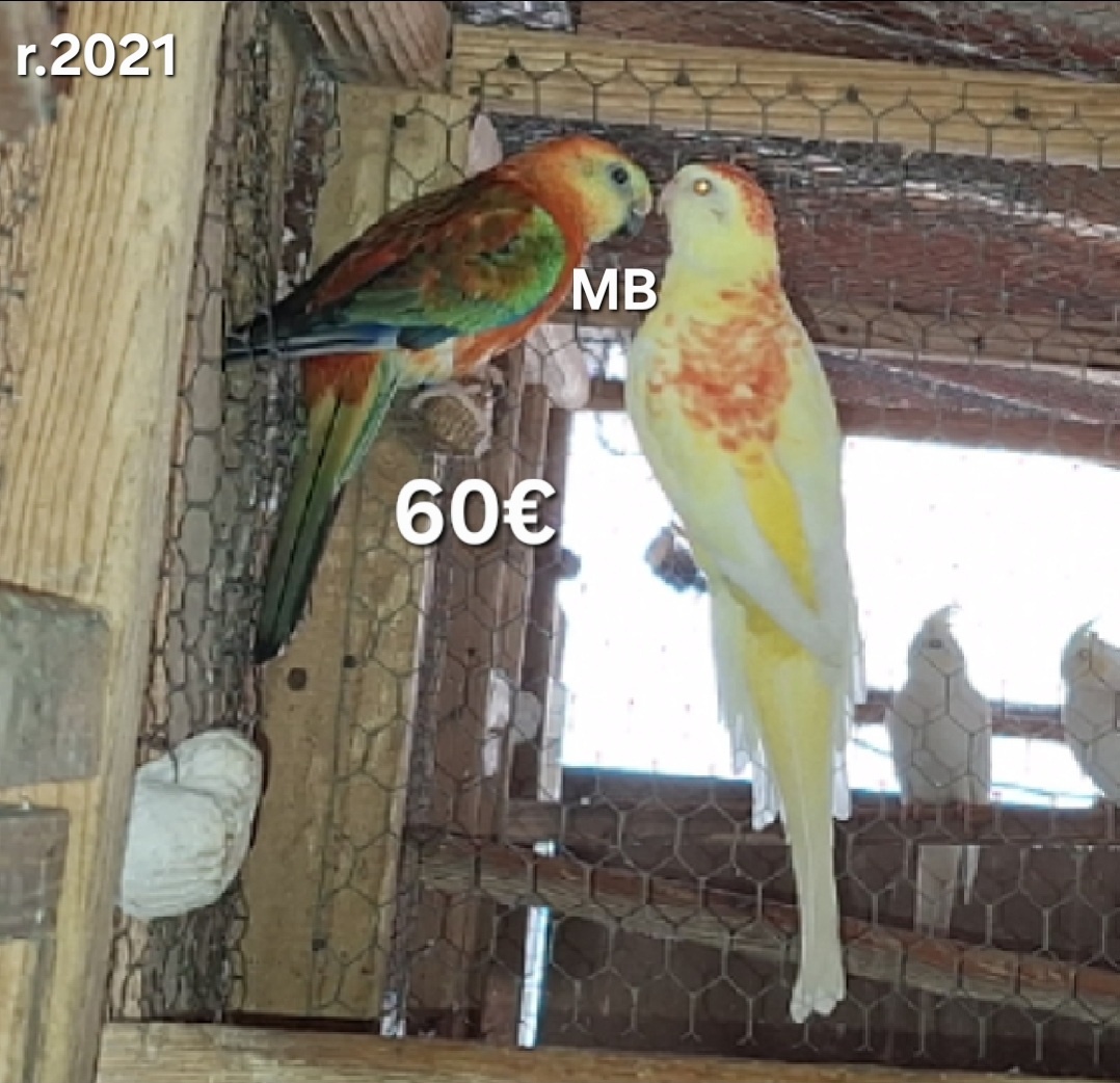 Spevavé chovné páry - 2