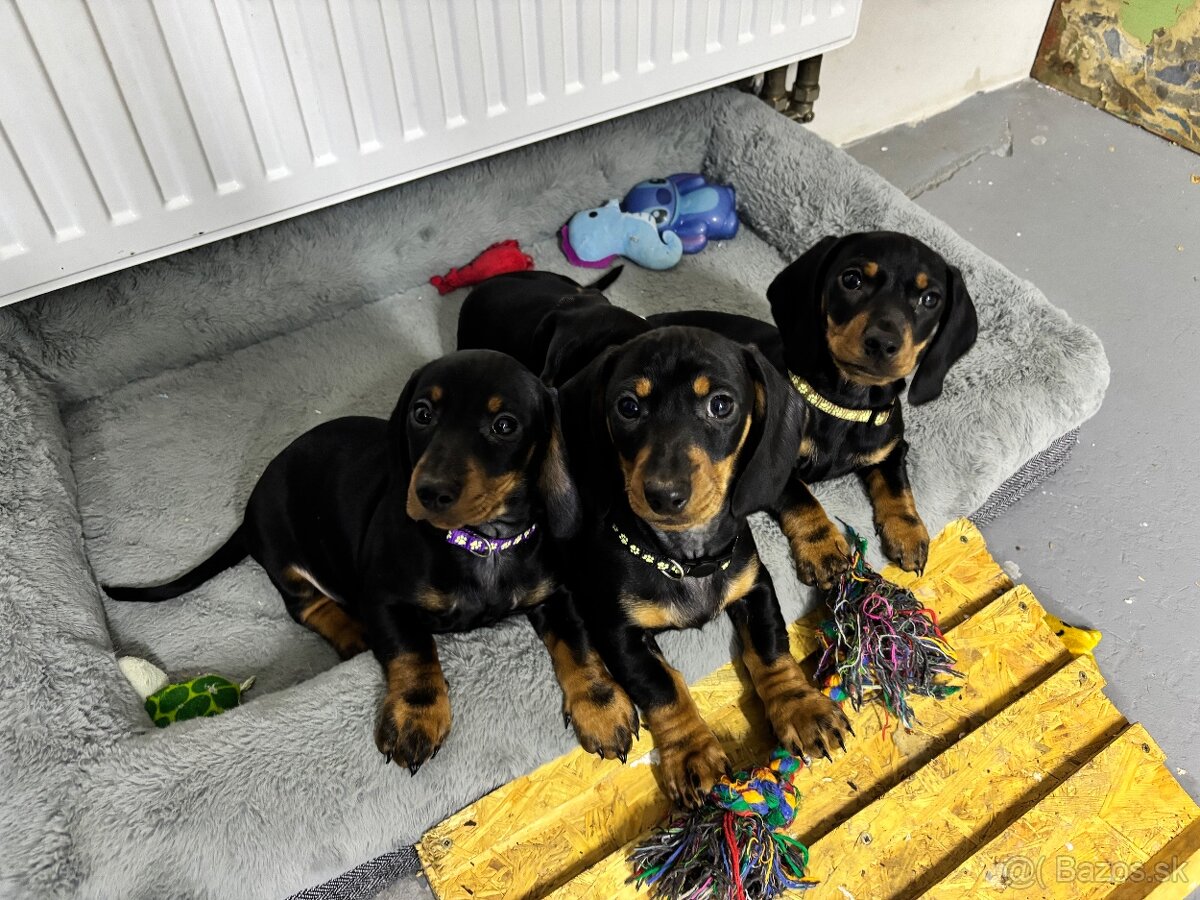 Jazvečík kratkosrstý - 2