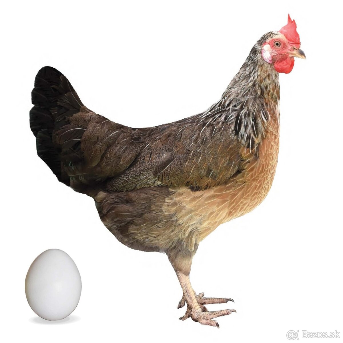 Nosnice, mládky - 2