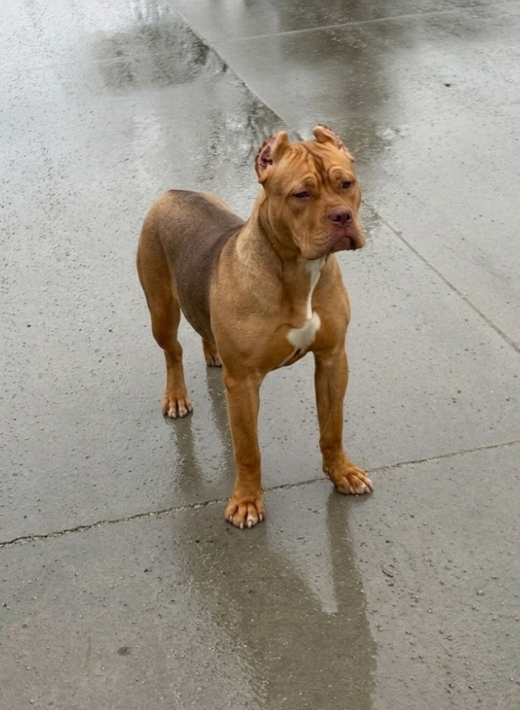 American Bully XL - 2