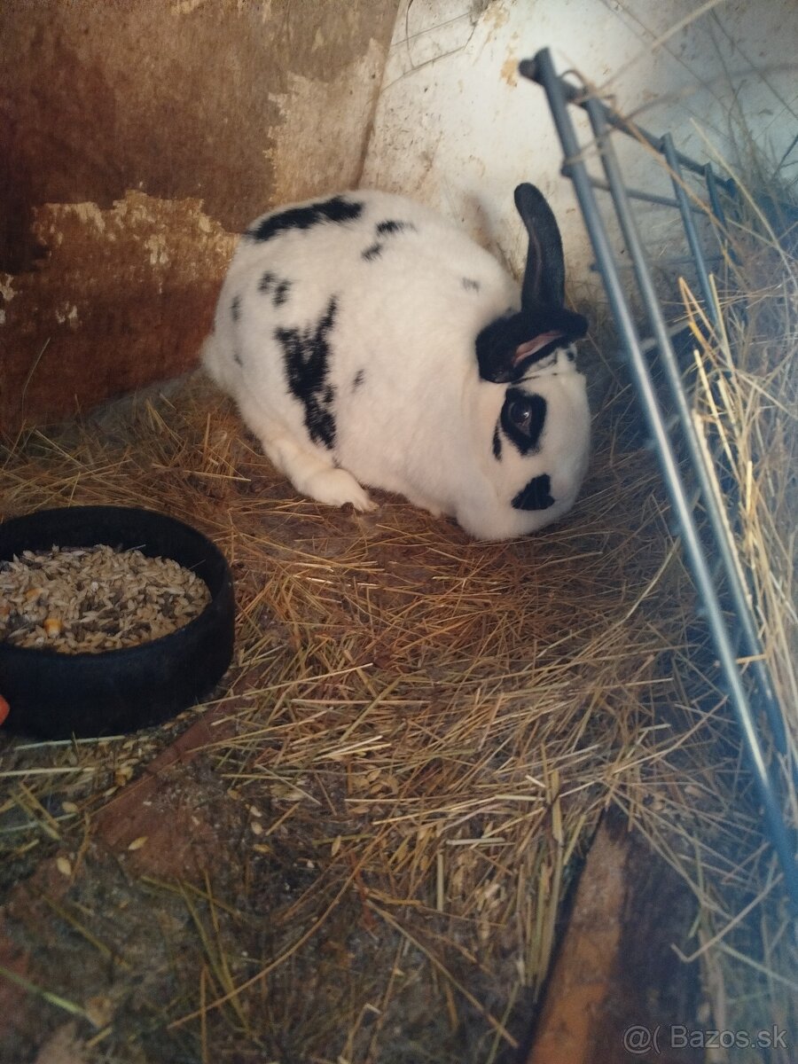 Predám zajace - 2