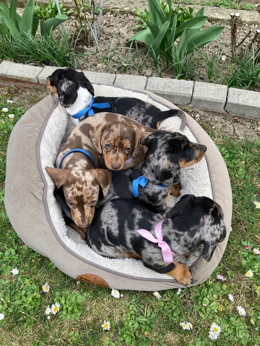 Jazvečík trpasličí krátkosrstý - 2