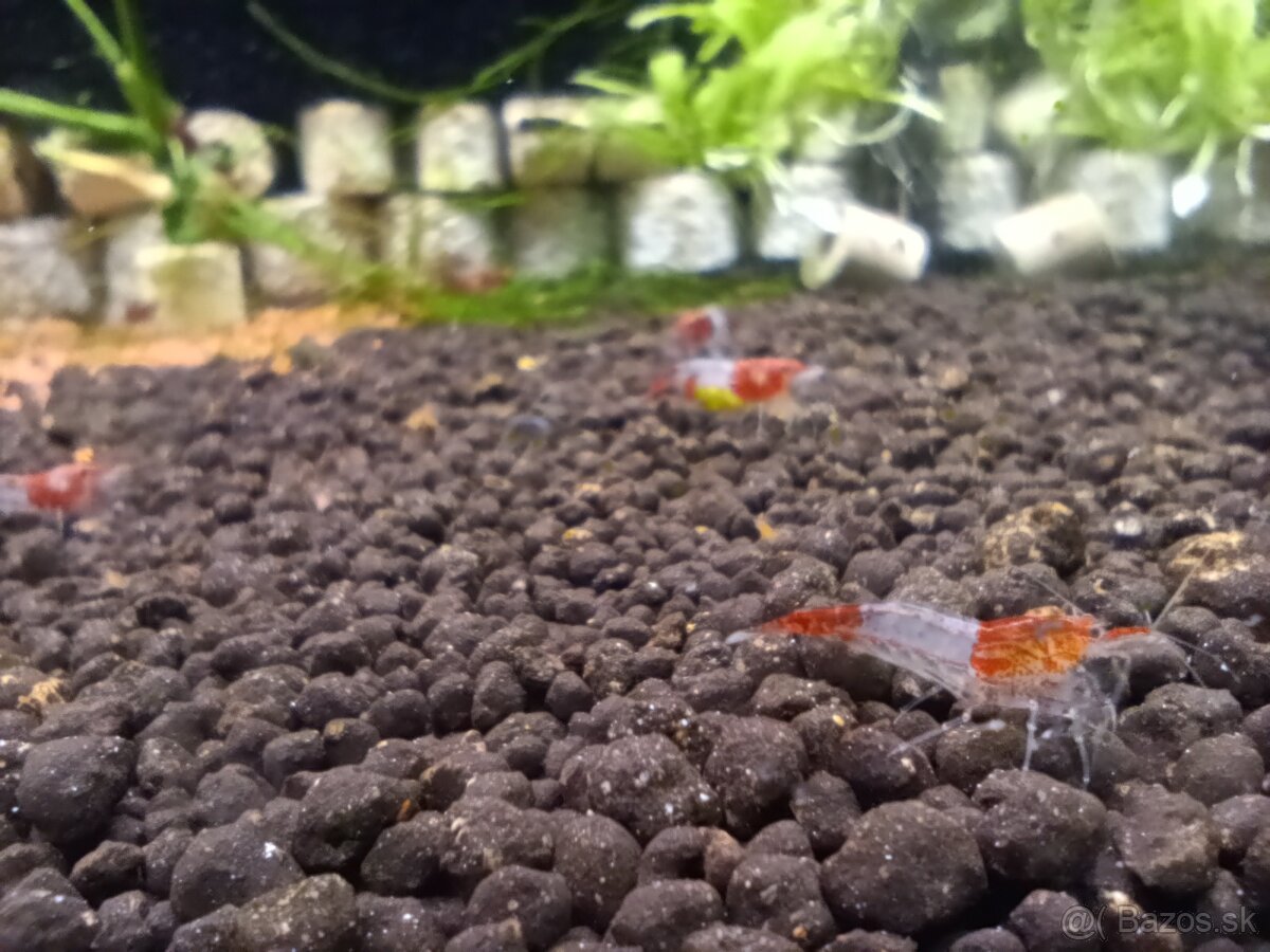 Red rilli - 2