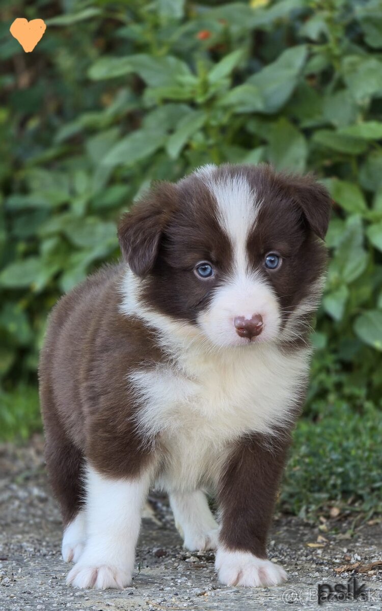 Border collie, kólia bez pp - 2