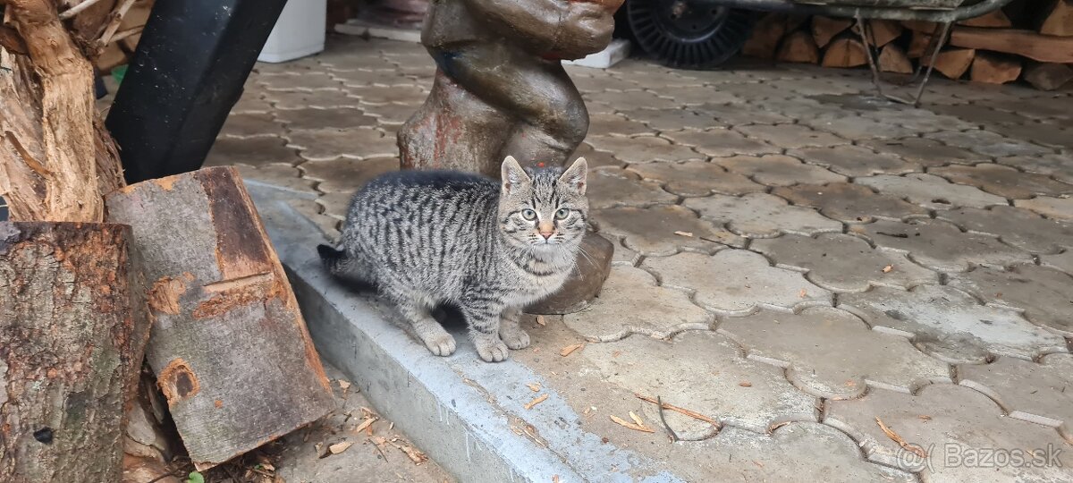 Darujem maciatka - 2