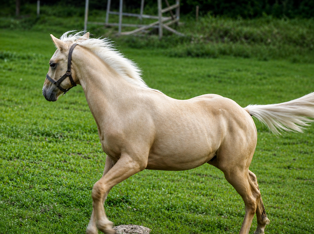 American Quarter Horse - 2