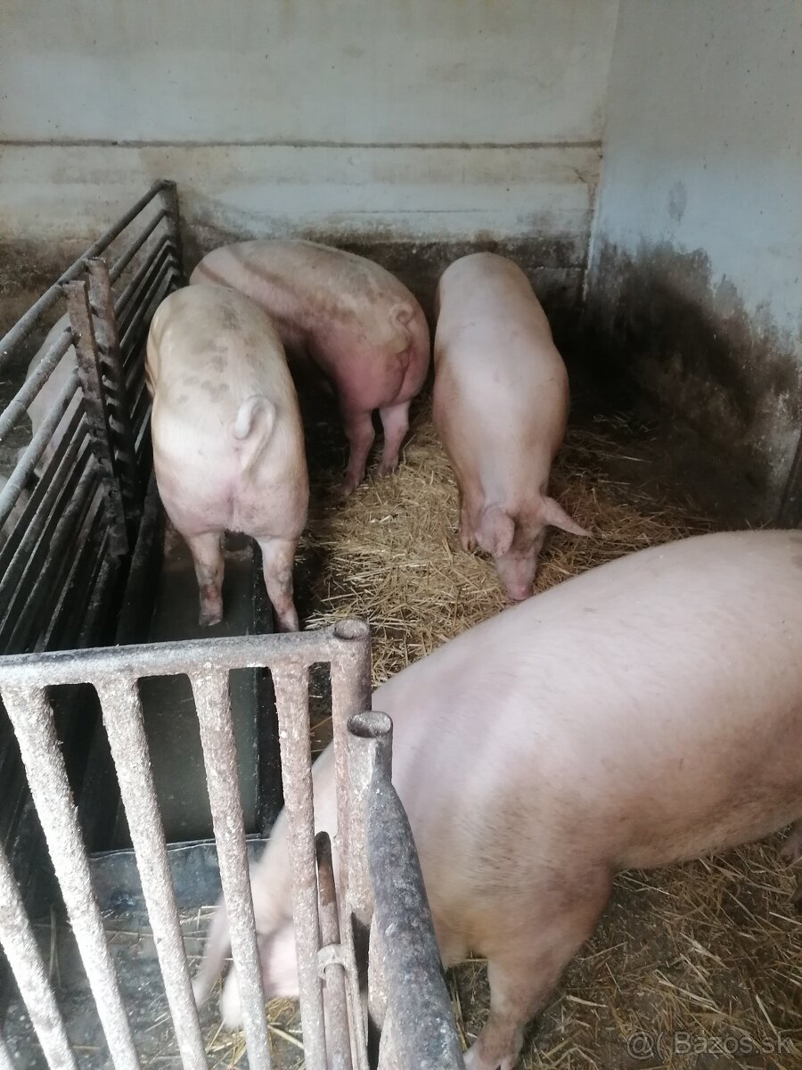 Predám ošípané - 2
