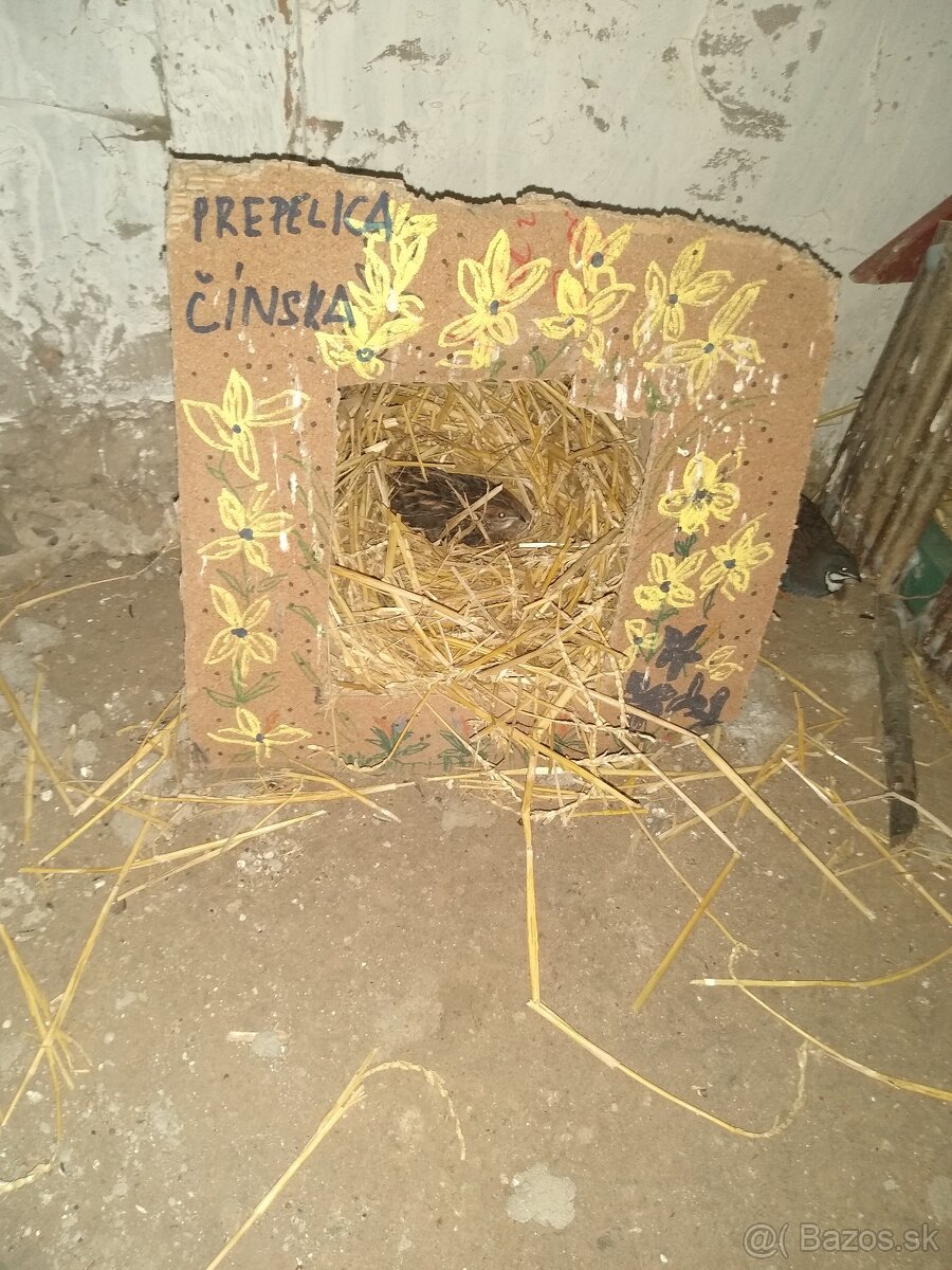 Predám prepelice čínske.. - 2