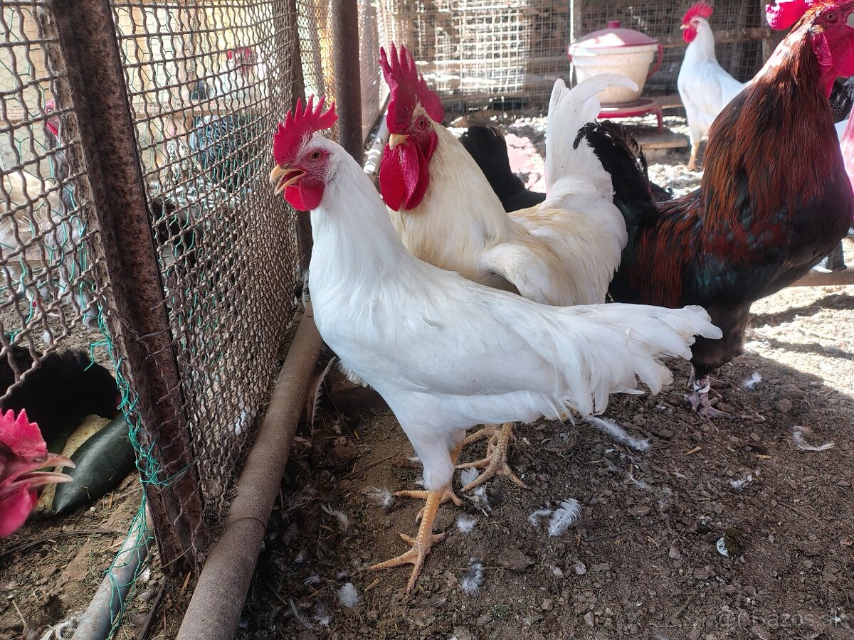 Mladý 🐓 - 2