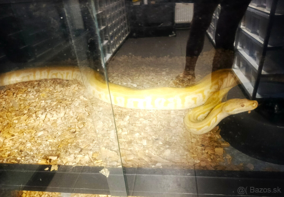 Python m. bivittatus - 2