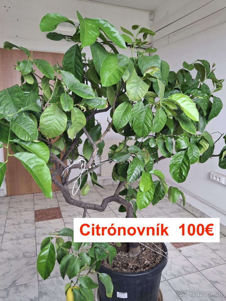 Citrónovník - 2