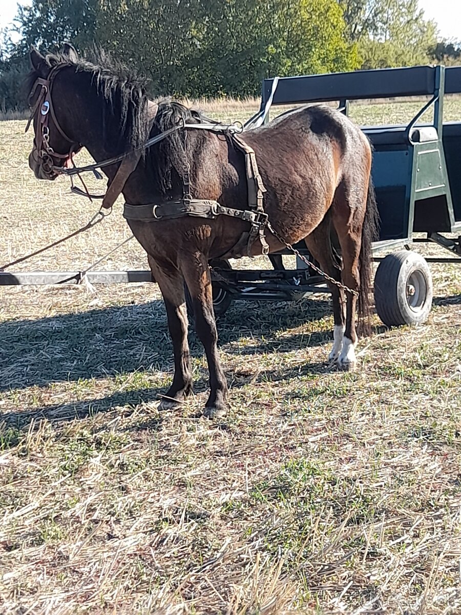 Predam welsh pony - 2