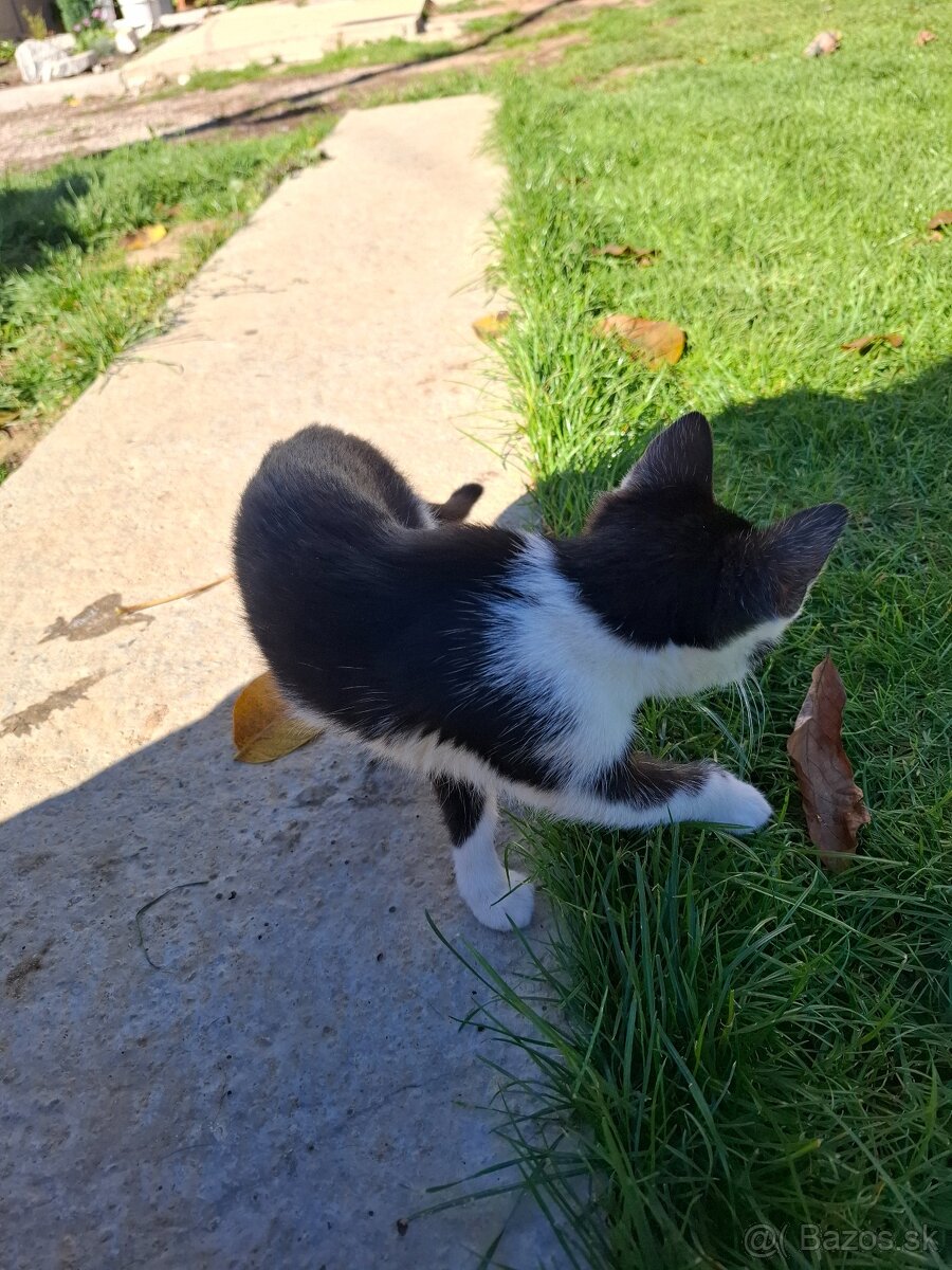 Darujem mačiatka - 2