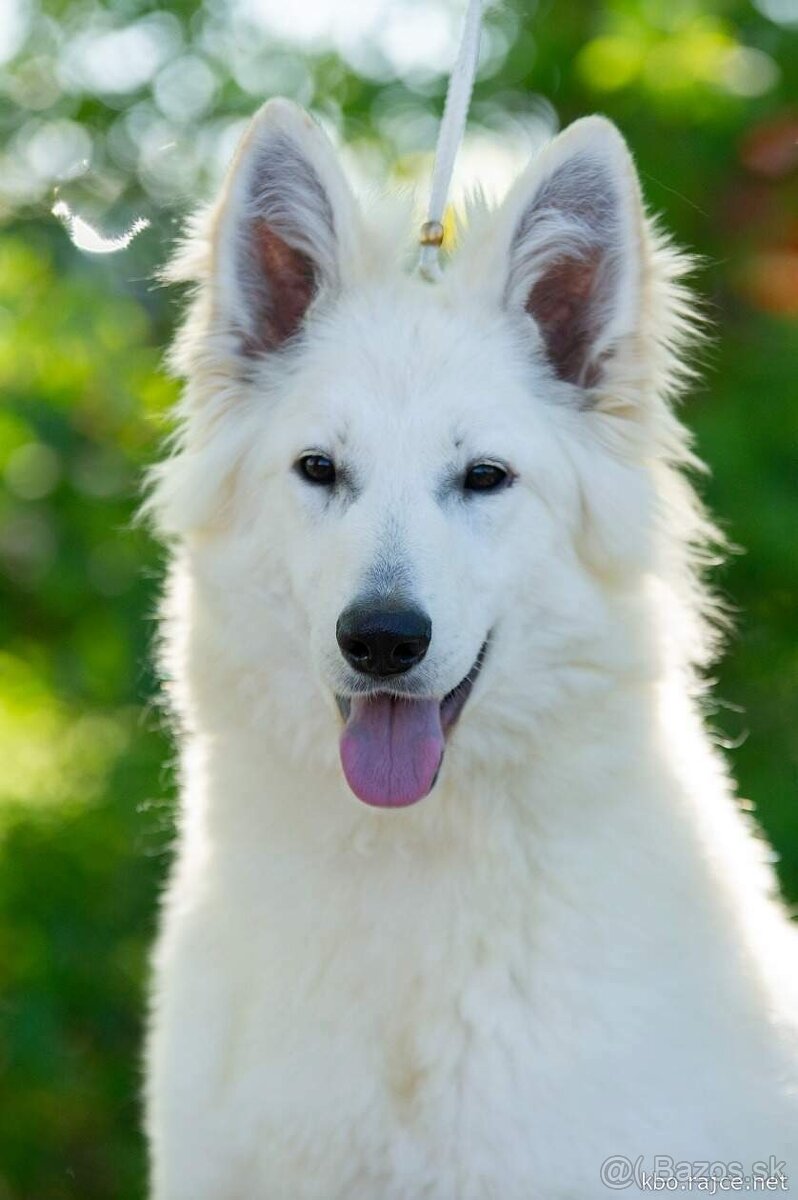 Biely švajčiarsky ovčiak , s PP - 2