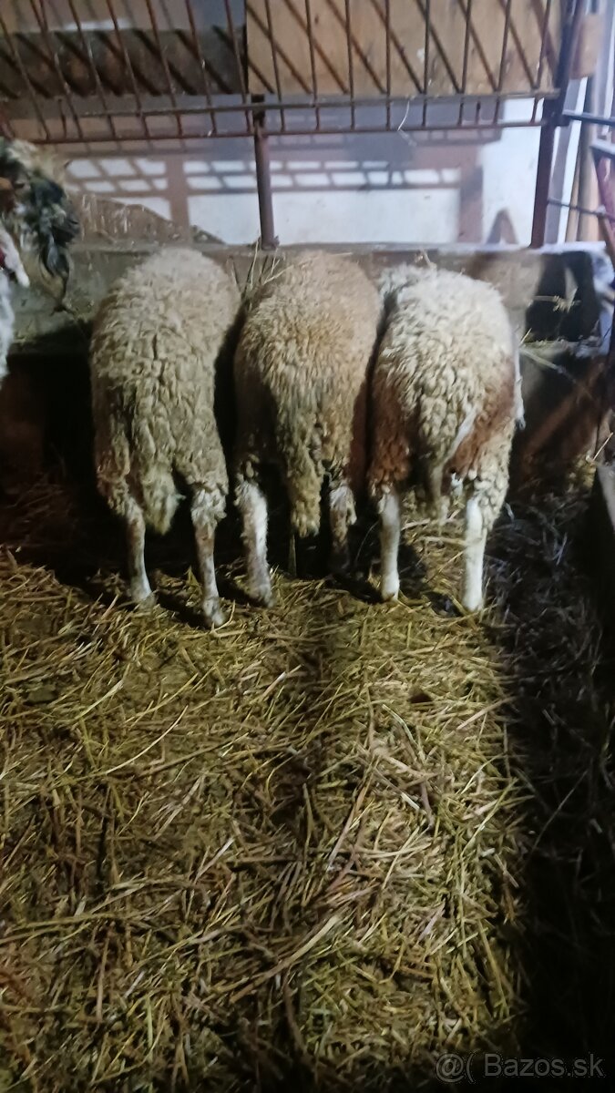 Predám ovce a barany - 2