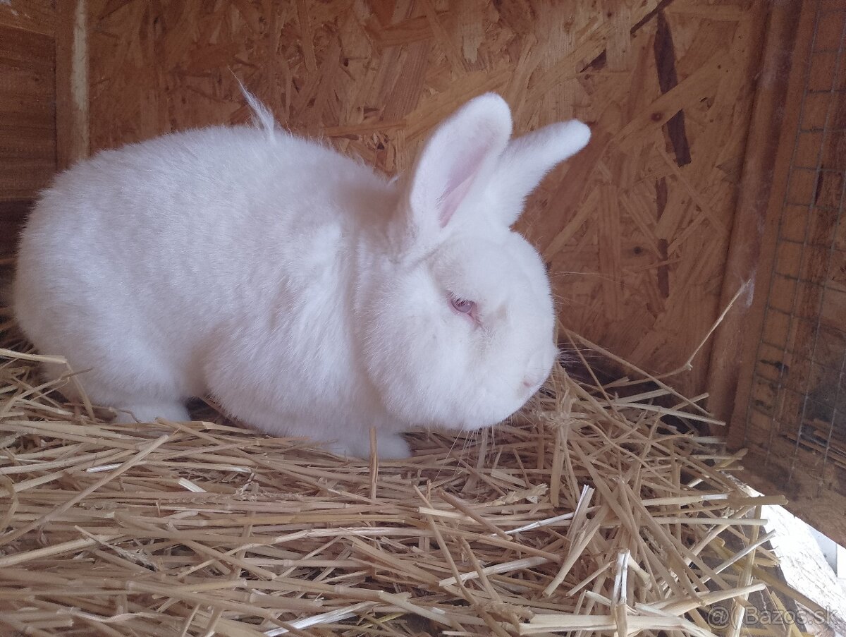 Novozélandský biely králik - 2