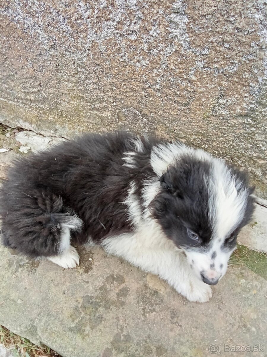 Predám šteniatka - 2