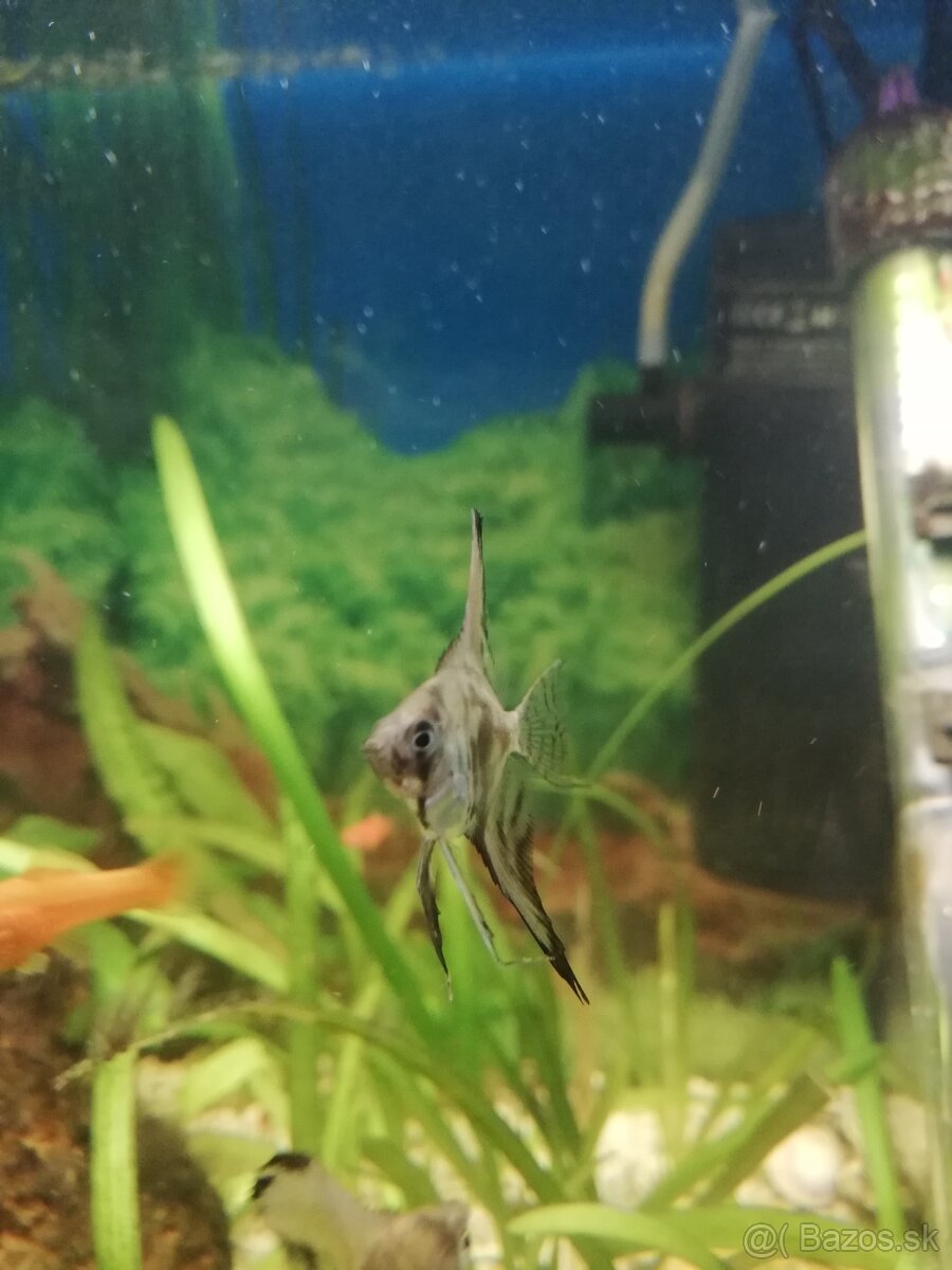 Párik skalárov - 2