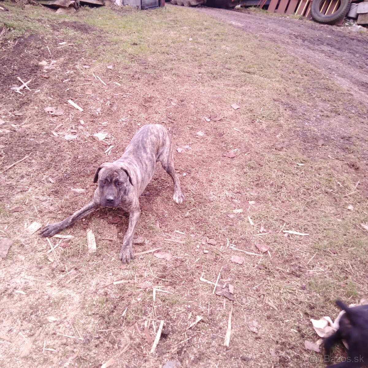 Cane corso - 2