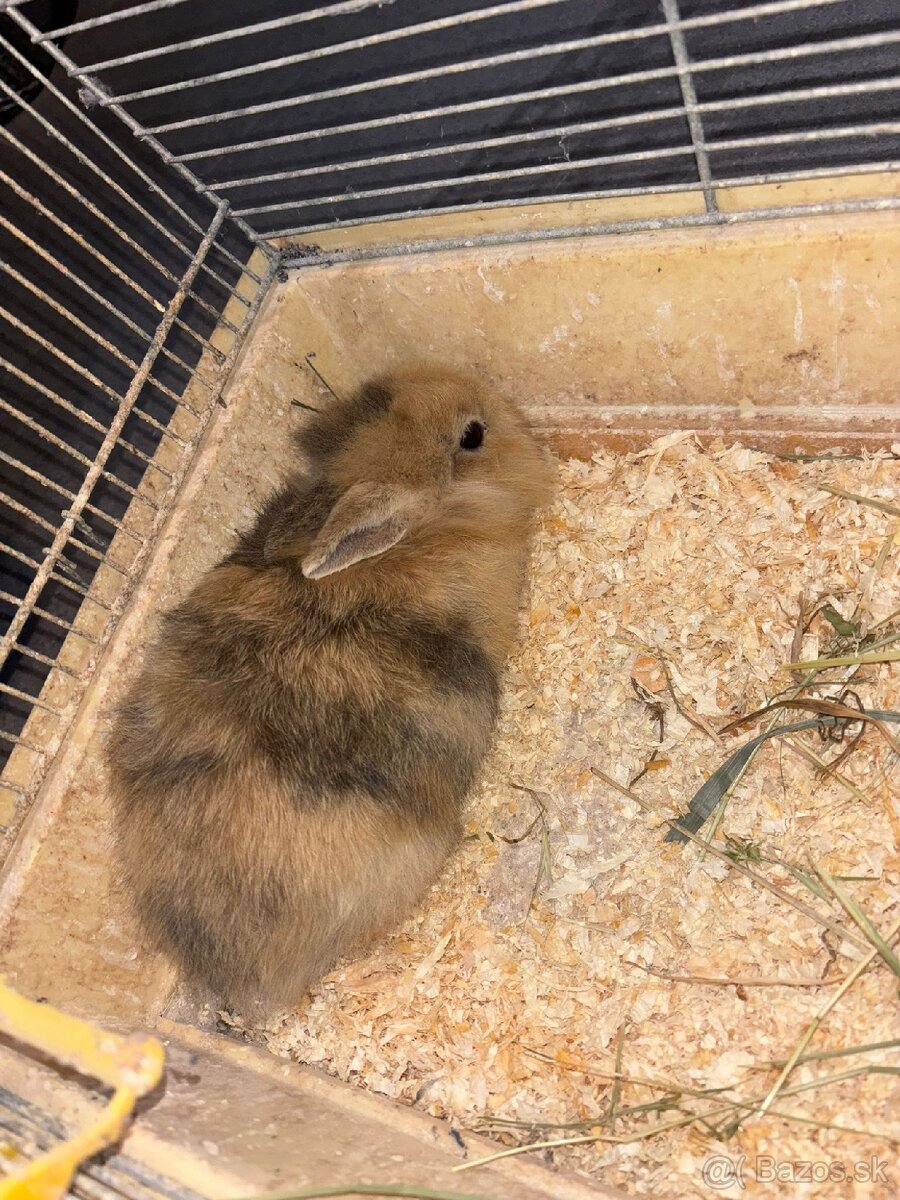 Domáci zajačik - 2