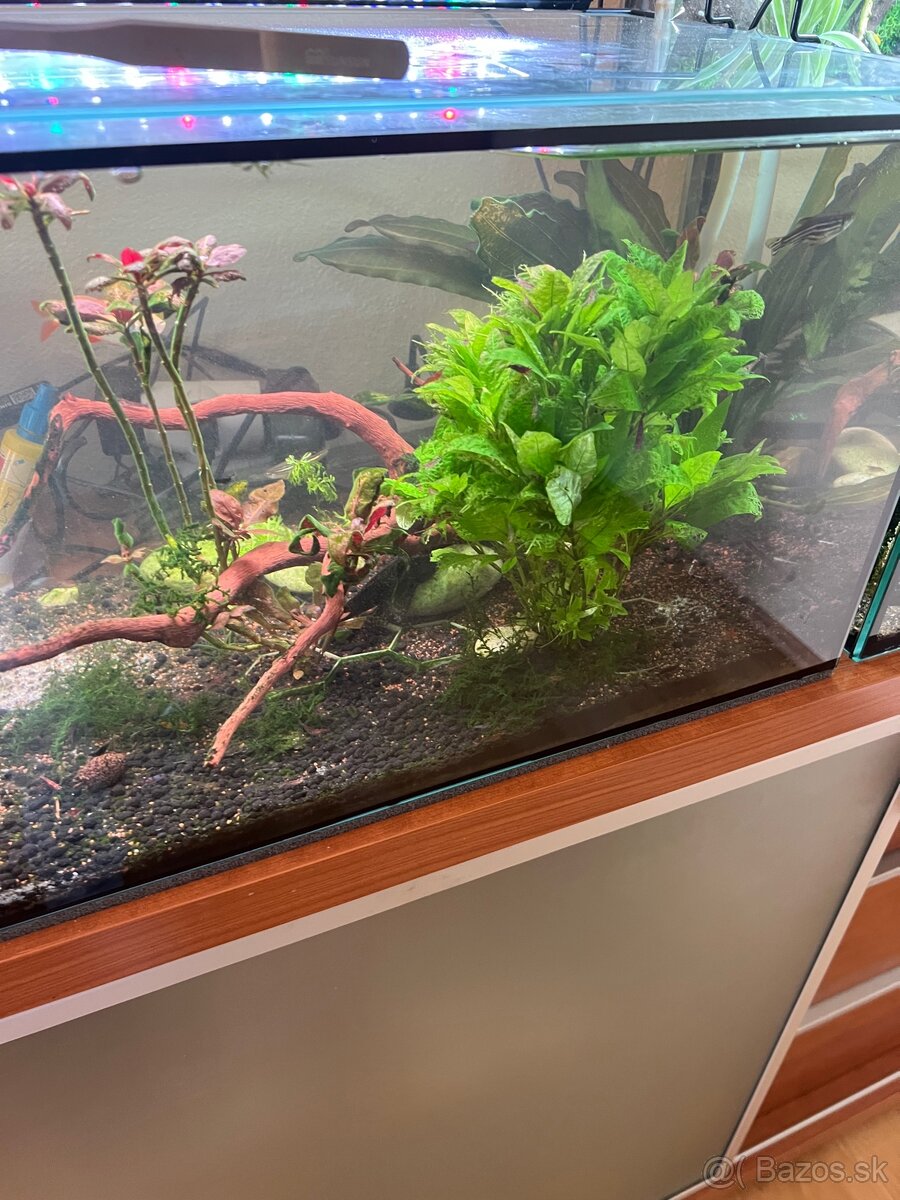 Zabehnuté Akvárium 60x30x30 cm (54l) - 2