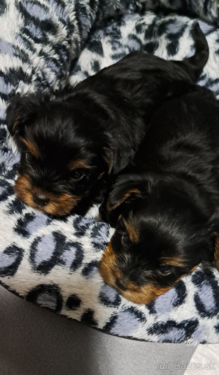 Yorkshirsky terier - 2