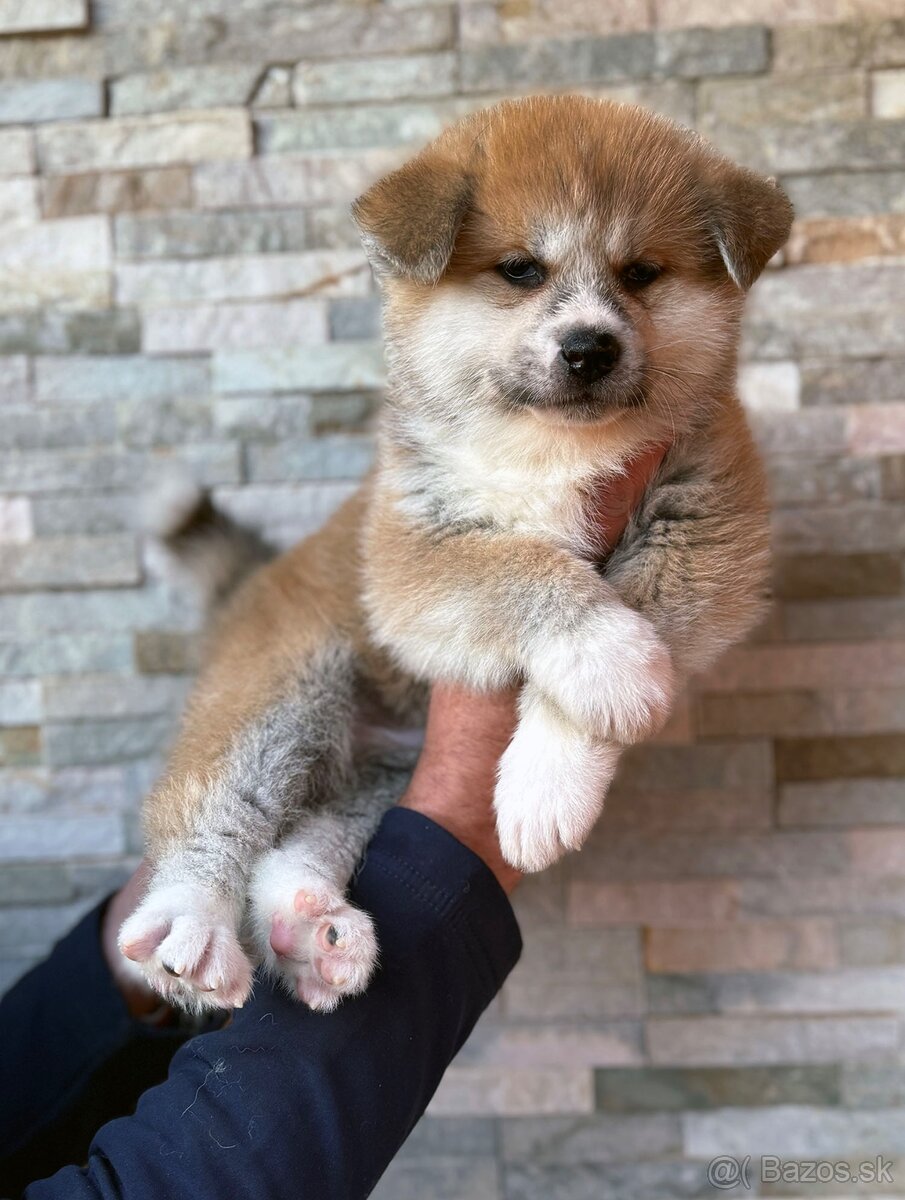 Japonská Akita Inu s PP - 2