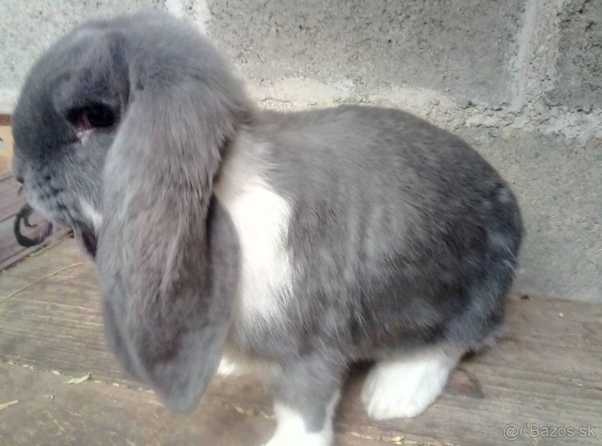 francúzsky baran - 2