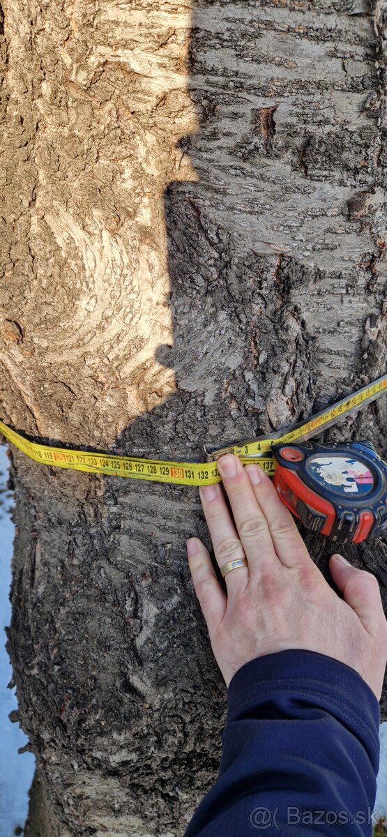 Čerešňove drevo - 2